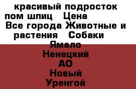 красивый подросток пом шпиц › Цена ­ 30 000 - Все города Животные и растения » Собаки   . Ямало-Ненецкий АО,Новый Уренгой г.